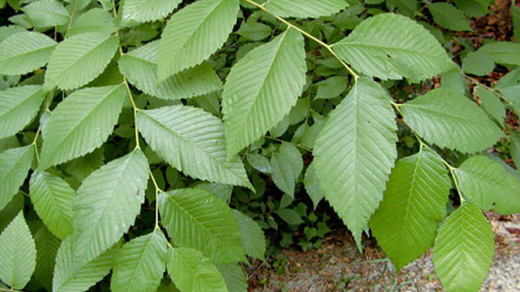 Kaygan Karaağaç bitkisi nedir, faydası nelerdir