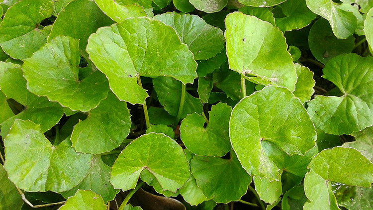 Gotu kolanın faydaları neler Gotu kola nasıl kullanılır
