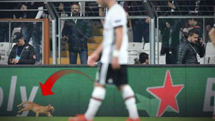 Beşiktaş - Bayern Münih maçına giren kedi İngiliz basının ve sosyal medyanın gündeminde