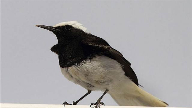 Türkiyede üçüncü kez görüldü