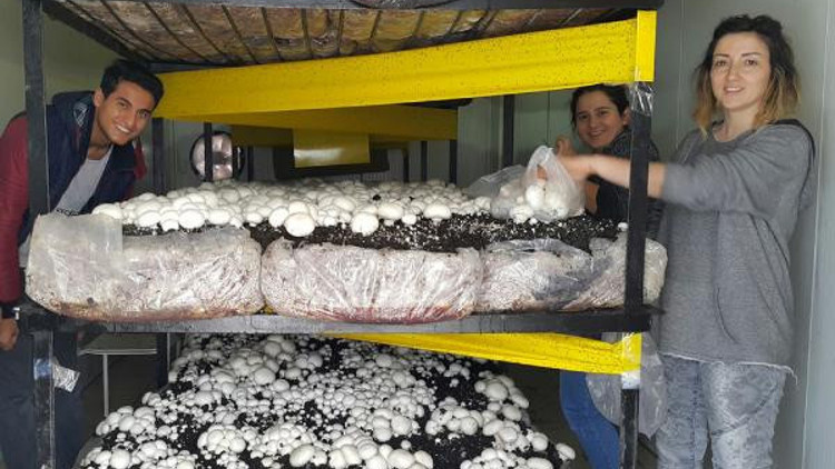 MYOda mantar üretimi MYOda mantar üretimi