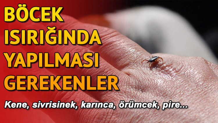 Böcek ısırması durumunda ne yapılmalı Böcek sokması tedavisi