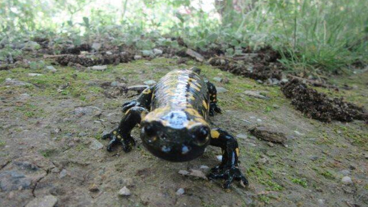 Bitliste görüntülendi...