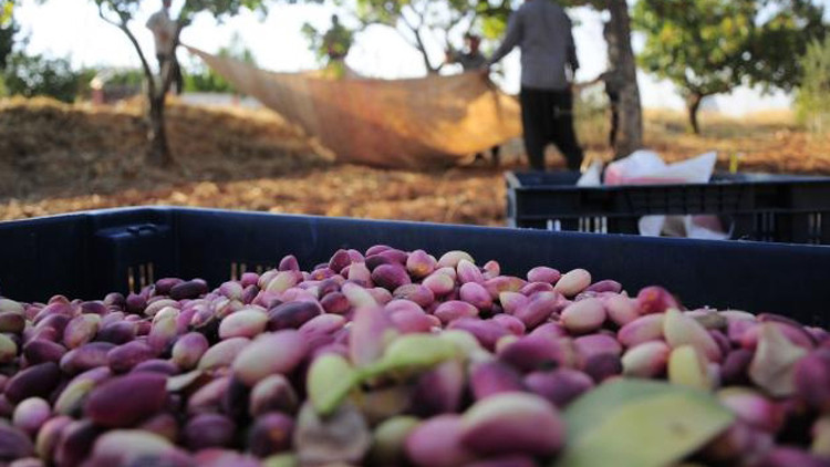 Antep fıstığında rekoltede düşüş fiyatı yükseltti