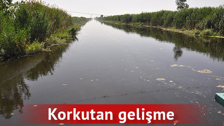 Milyonlarca balık birden öldü... Martılar telef oldu