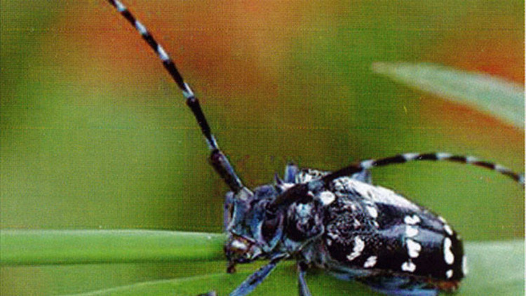 Drakula Trabzonda ortaya çıktı Drakula Trabzonda ortaya çıktı