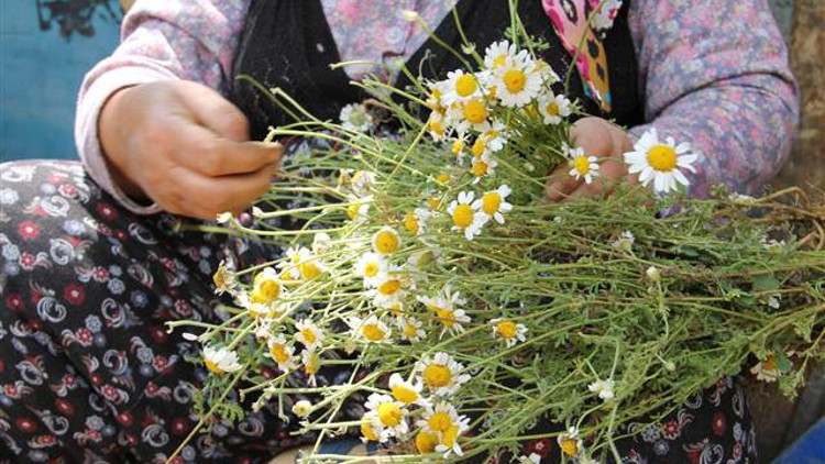 Papatya geçim kaynakları oldu