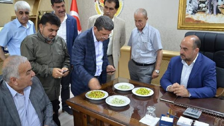 Sezonun ilk fıstık üreticilerine ödül
