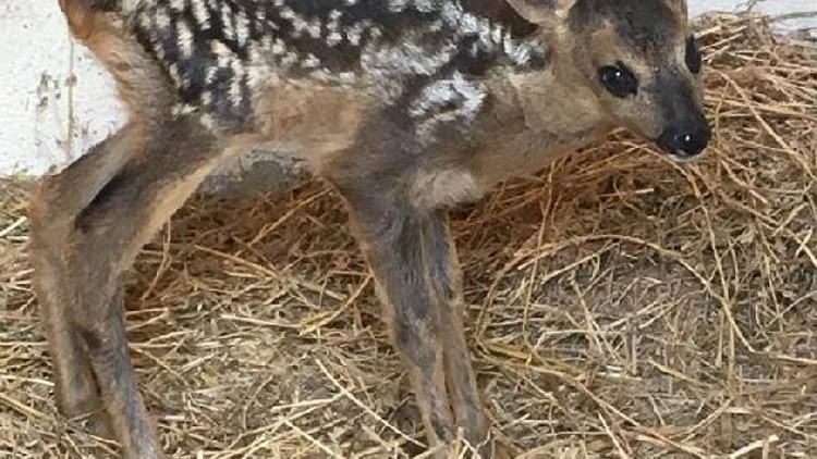 Annesini kaybeden yavru karaca bakıma alındı Annesini kaybeden yavru karaca bakıma alındı