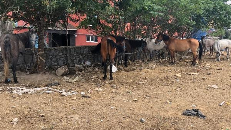 Adalara götürmek istiyordu... 14 at 1 haftadır boş arsada bekliyor Adalara götürmek istiyordu... 14 at 1 haftadır boş arsada bekliyor