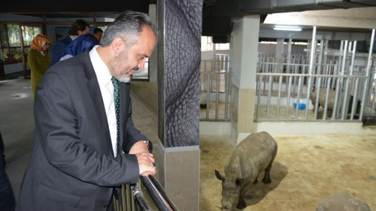 Bursa Zoonun yeni konukları gergedanlar