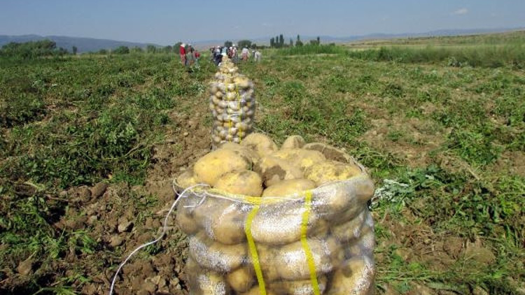 Sandıklı patatesi, tezgahtaki fiyatların ateşini düşürecek Sandıklı patatesi, tezgahtaki fiyatların ateşini düşürecek