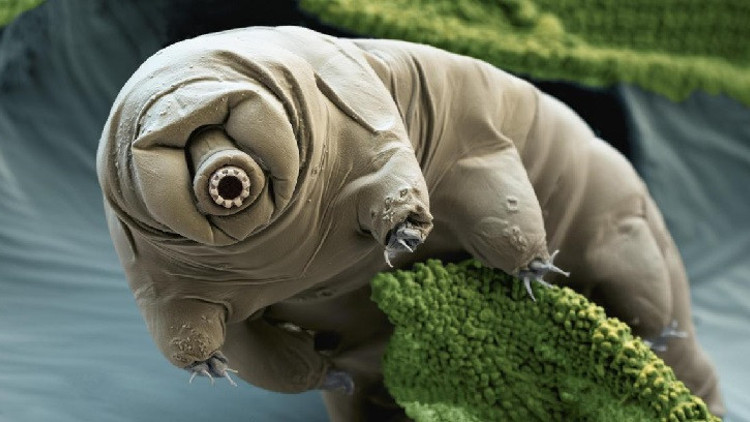 Su ayıları gerçekten ölümsüz mü