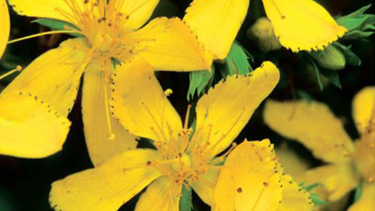 Kantaron yağının faydaları nelerdir Kantaron yağının faydaları nelerdir