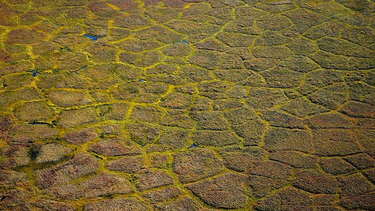 Donmuş yuvarlak solucanlar on binlerce yıl sonra tekrar canlandı Donmuş yuvarlak solucanlar on binlerce yıl sonra tekrar canlandı