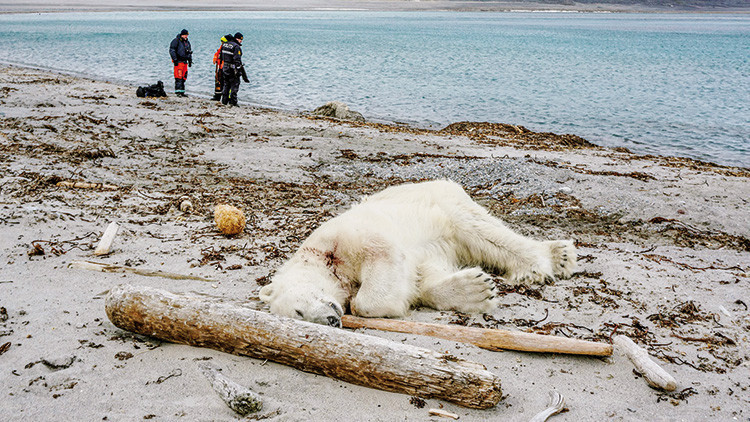 İnsan kurtuldu, ayı öldürüldü