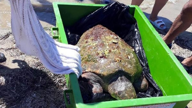 Caretta carettayı AKUT ekibi kurtardı Caretta carettayı AKUT ekibi kurtardı