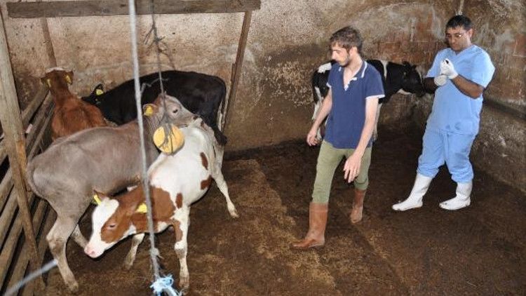 Gölbaşında 10 binden fazla hayvana şarbon aşısı yapıldı