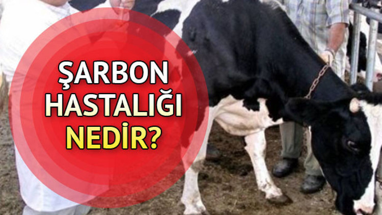 Şarbon ne demek Şarbon hastalığı nedir, belirtileri neler Şarbon ne demek Şarbon hastalığı nedir, belirtileri neler