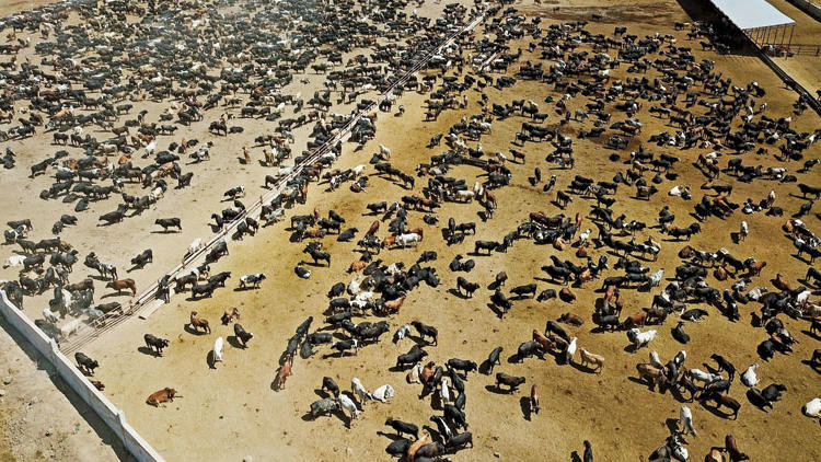 Ankara Valiliğinden şarbon açıklaması Ankara Valiliğinden şarbon açıklaması