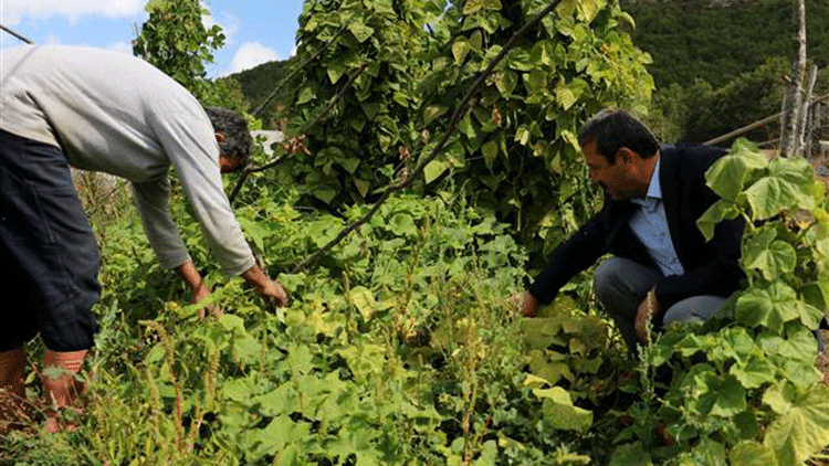Tescilli Akkuş fasulyesinde rekolte artışı bekleniyor