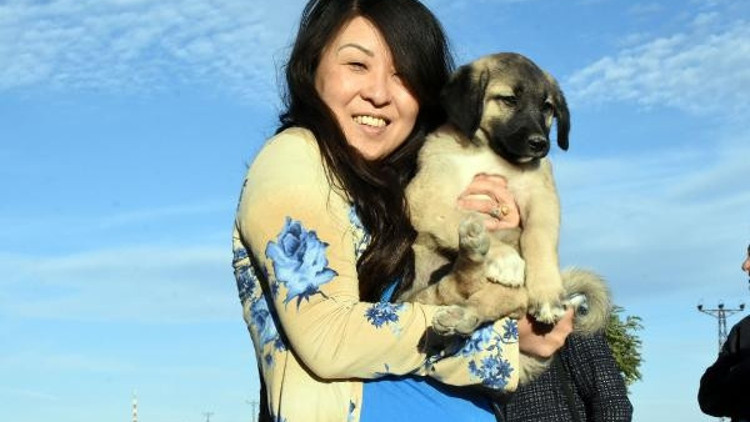 Turistlerin Kangal köpeği ilgisi Turistlerin Kangal köpeği ilgisi