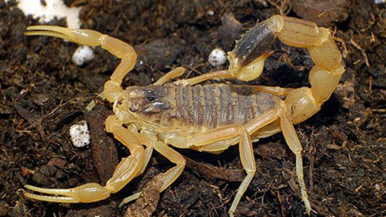 Yoğun bakımda stajyer öğrenciler bağırınca fark edildi