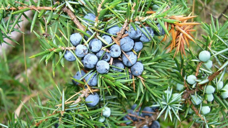 Ardıç yağı faydaları nelerdir