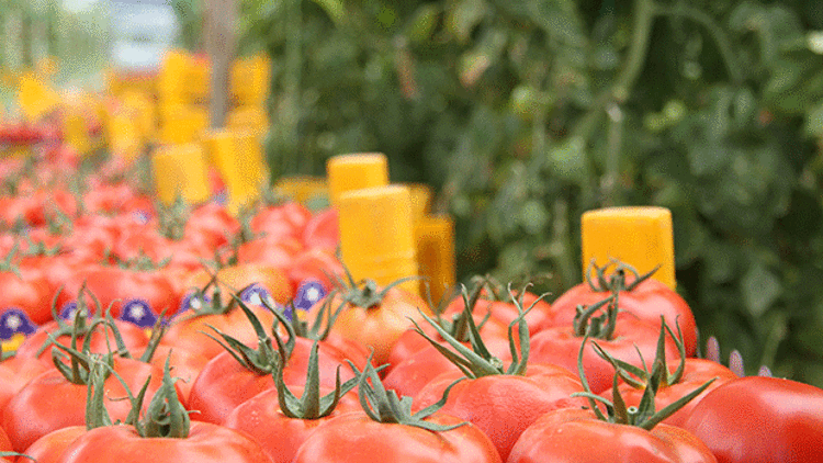 ÇİFTÇİYE TUTASIZ SEZON MÜJDESİ