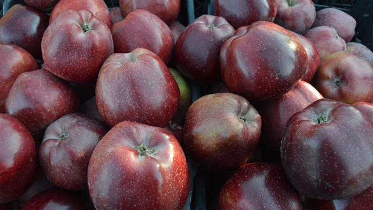 ‘Organik elma’ya yabancı ilgisi ‘Organik elma’ya yabancı ilgisi