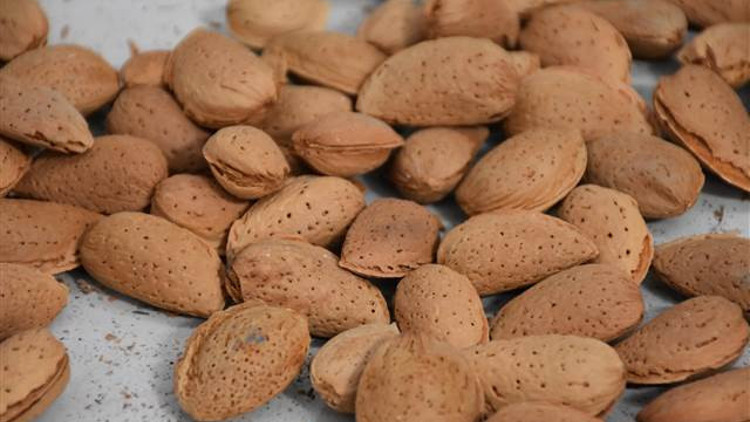 Adıyamanda badem rekoltesinde büyük artış