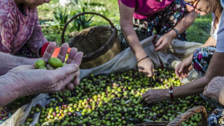 Erdek’te zeytin hasadı başladı