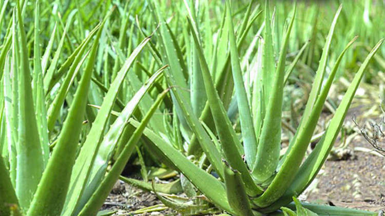 aloe peglerae Shop For Aloe Peglerae | Small Stemless Plant main image 0