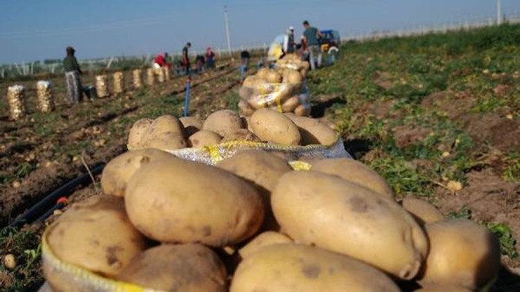 Niğde’de kışlık patates hasadı başladı