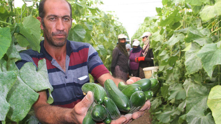 Yılda 1 milyon 750 bin ton salatalık üretiyor