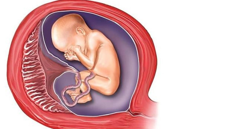 Plasenta nedir Bebeğin plasentası nedir
