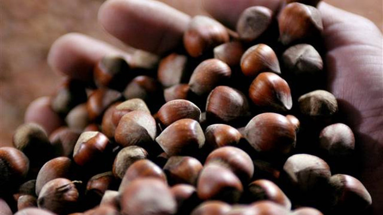 Fındıkta kış bakımı verim ve kaliteyi artıyor Fındıkta kış bakımı verim ve kaliteyi artıyor