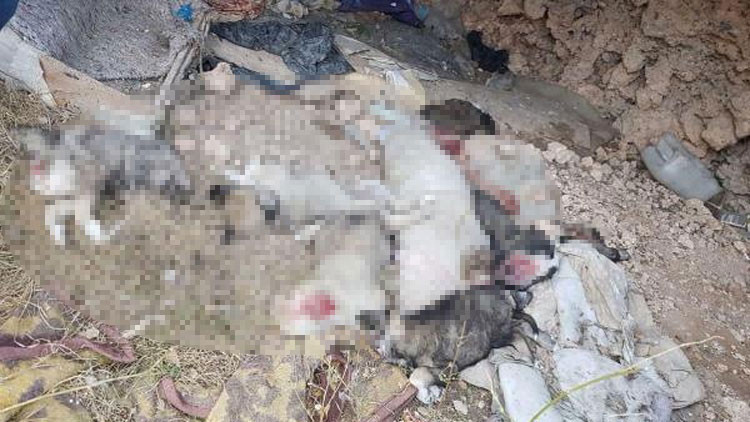 Parçalanmış halde bulunan yavru köpeklerle ilgili gerçek ortaya çıktı