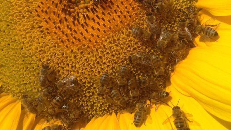 Bakanlık kararı bal verimini artıracak