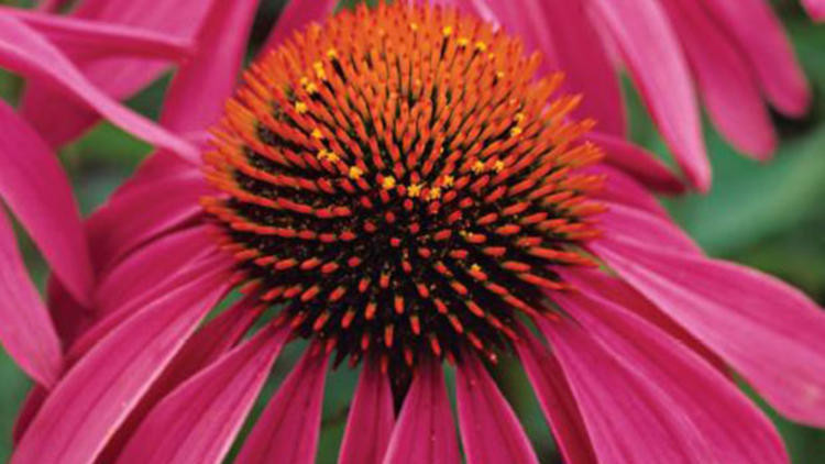 Ekinezya nedir, nasıl tüketilir