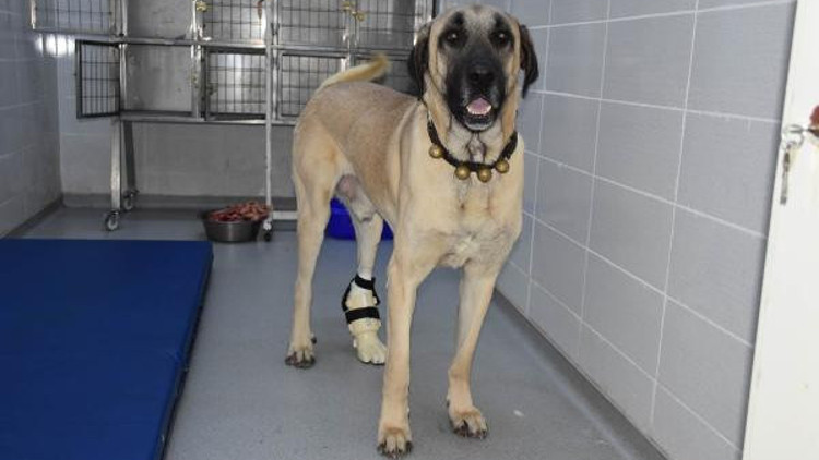 Ayağı kesilen köpeğe, 3 boyutlu yazıcıdan protez