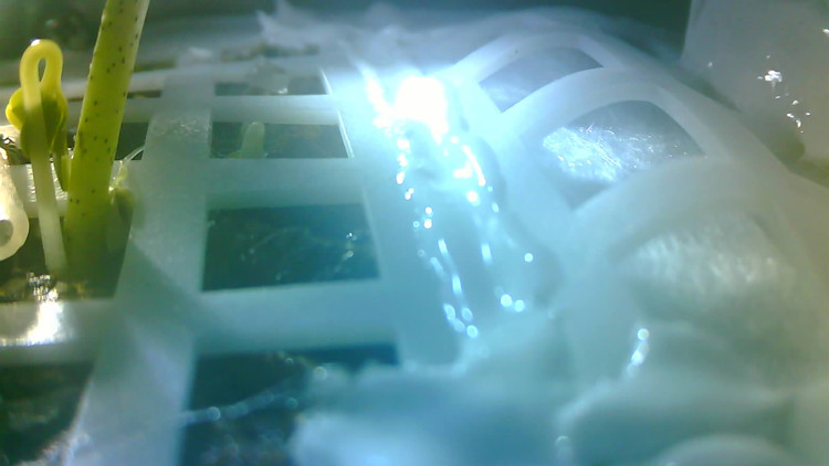 Çinin Ayda ektiği pamuk tohumları filizlendi Çinin Ayda ektiği pamuk tohumları filizlendi