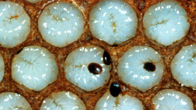 Türkiye’ye Avrupa’dan geldi 2 milyon kovanı yok etti…