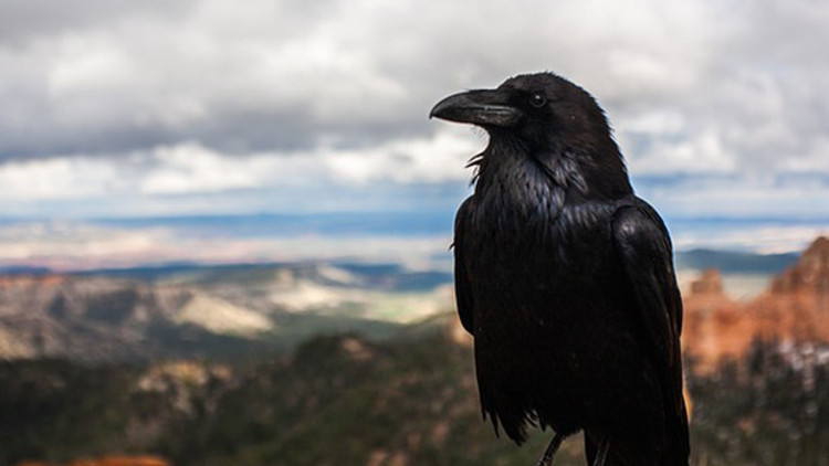 Kuzgun nedir Kuzgunun özellikleri nelerdir