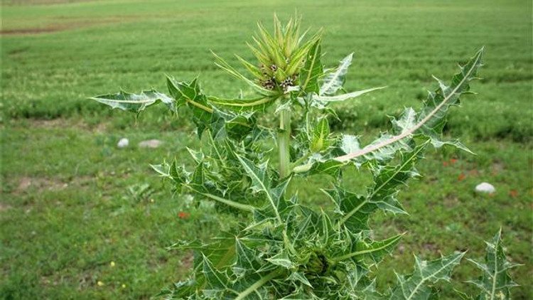 Yeni bir bitki türü keşfedildi