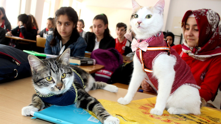 Bu kediler derse giriyor
