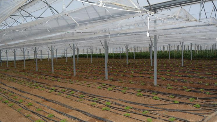 Kırşehire 30 milyon dolarlık jeotermal sera yatırımı