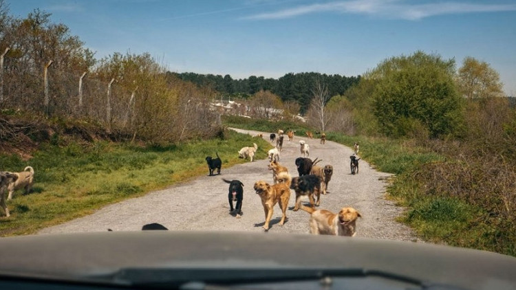 ‘Köpekler’ de bizim gibi...