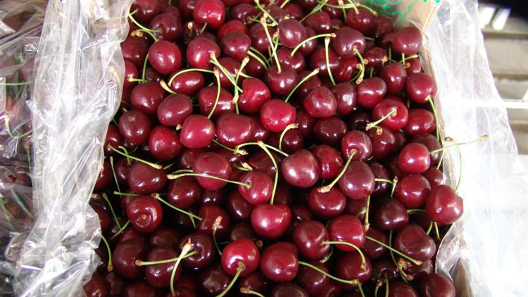 Türkiye 52 ülkeye kiraz ihraç etti