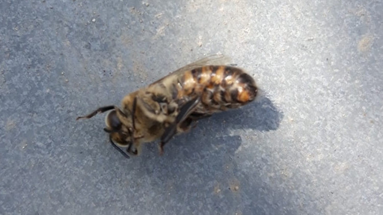 Korkutan görüntü... Milyonlarca arı telef oldu